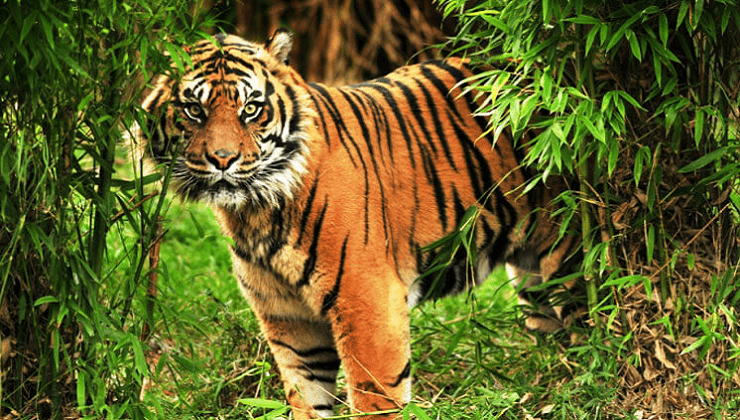 Sundarban tour package